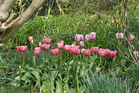 Tulipa 'Pink Impression' underplanting shady wooded garden area.