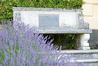 Lavandula intermedia 'Grosso' with stone bench behind containing a plaque marking the creation of Xa Tollemache's Millennium Garden below. Castle Hill, Barnstaple, Devon, UK