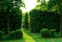 Gap between hornbeam hedges with dwarf box simple topiary and twin trees.  