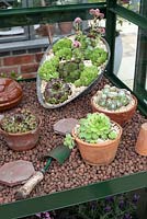Sempervivums planted in coal scuttle at RHS Tatton Flower Show 2015