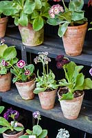 Primula auriculas displayed in a traditional theatre, used to protect the flowers from rain.  Cumbria, UK