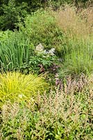 Senecio smithii, Carex elata 'Aurea' and Stipa gigantea beside a pond. Upper Tan House, Stansbatch, Herefordshire, UK