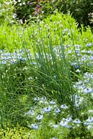 Allium buds surrounded by Love-in-a-mist, Nigella damascena. Upper Tan House, Stansbatch, Herefordshire, UK
