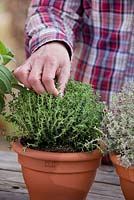 Woman gathering thyme leaves for culinary use - Thymus vulgaris