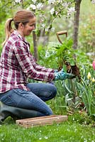 Dividing and transplanting perennial Persicaria amplexicaulis 'Firetail' in spring. Woman with a spade.