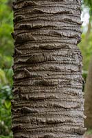 Butia capitata Jelly palm. Royal Botanic Garden Sydney, NSW, Australia