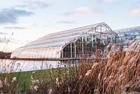 Miscanthus sinensis 'Ferner Osten' - eulalia in front of modern cathedral-like glasshouse, January, RHS Garden Wisley, Surrey 