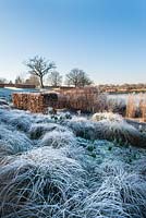 Pennisetum alopecuroides 'Moudry', Beech hedging - Fagus sylvatica and Eragrostis curvula covered with frost in winter