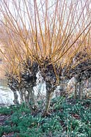 Salix alba var. vitellina 'Yelverton' AGM,  and Erica x darleyensis 'White Spring Surprise', January, RHS Garden Wisley, Surrey 