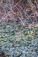 Rubus niveus and Arctostaphylos uva-ursi 'Vancouver Jade' - Bearberry