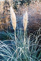 Cortaderia selloana covered with frost