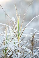 Grass leaves covered with frost in winter