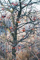Malus 'Evereste' - crab apple, syn. Malus 'Perpetu' covered with frost in winter