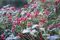 Skimmia japonica 'Tansley Gem' Red berries of  - covered with frost 