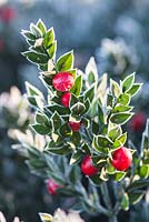 Ruscus aculeatus 'Sparkler' - Red berries covered with frost in winter