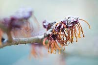 Hamamelis x intermedia 'Jelena'  witch hazel Syn Hamamelis x intermedia 'Copper Beauty'  covered with frost in winter   