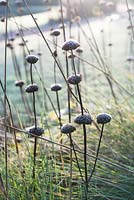 Phlomis russeliana - Seedheads of covered with frost
