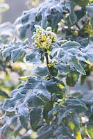 Mahonia x wagneri 'Pinnacle' - Oregon grape 'Pinnacle' - AGM covered with frost in winter  