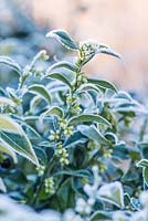 Sarcococca confusa - sweet box covered with frost in winter