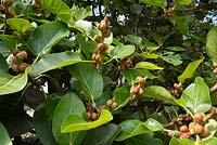 Ficus macrophylla Moreton Bay fig. Foliage and fruit. Late summer, The Domain, Sydney, NSW, Australia