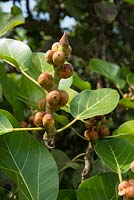 Ficus macrophylla - Moreton Bay fig. Foliage and fruit. Late summer, The Domain, Sydney, NSW, Australia