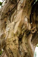 Lagerstroemia indica Crepe myrtle. Late summer, Sydney, NSW, Australia.