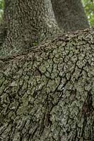 Quercus virginiana - Southern live oak. Late summer, Royal Botanic Garden Sydney, NSW, Australia.