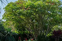 Schefflera actinophylla - Umbrella tree. March, Royal Botanic Garden Sydney, NSW.