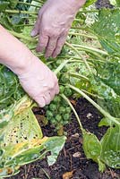 Removing dead damaged and diseased leaves from a brussels sprout