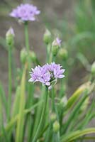 Allium unifolium 'Eros' - Ornamental onion - May - Oxfordshire