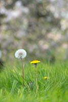 Taraxacum officinale - Dandelion seeded in front of cherry tree - May - Oxfordshire