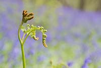 Pteridium aquilinum - Bracken unfurling in a bluebell wood - May - Oxfordshire