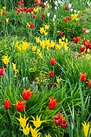 Meadow of tulips Tulipa 'West Point' and  Tulipa 'Queen of Sheba'. Weinheim, Hermannshof, Germany