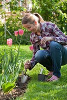 Woman planting perennial Knautia macedonica in Spring.