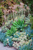 View of mixed border with succulents in flower and Agave. Debora Carl's garden, Encinitas, California, USA. August.