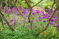 Spring meadow with Allium 'Purple Sensation'  and Aquilegia.