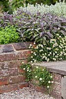 Brick raised bed in herb garden: Salvia officinalis 'Purpurascens', Erigeron karvinskianus.