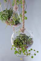 A stylish glass Terrarium planted with Muehlenbeckia complexa hanging indoors