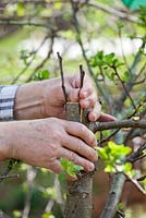 Grafting an apple tree Malus 'Jonathan'. Man inserting second scion into the cut and pushing it down untill it sits properly