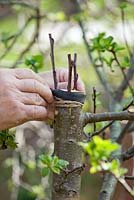 Grafting an apple tree Malus 'Jonathan'. Tying grafts with elastic band