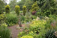 Garden with Mimulus guttatus, Primula florindae, Echeveria, Taxus baccata 'Standishii'. Hillbark Garden, Yorkshire