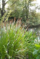 Carex elata Aurea - Bowles Golden Sedge. Hillbark Garden, Yorkshire