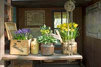 Small wooden outbuilding with classic old aged furniture and pictures. Wooden boxes filled with Narcissus and Hyancinthus. Inspiration garden: Golden Age.
