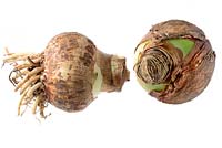 Hippeastrum - Amaryllis bulbs