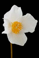 Eomecon chionantha - Snow poppy, Chinese bloodroot  