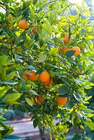 Citrus sinensis - Orange trees in fruit