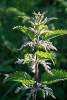 Urtica dioica, common nettle or stinging nettle