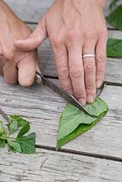 Cut the top leaves in half to help stimulate root growth