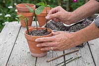 Plant the Salvia cuttings in a mixture of compost and perlite, ensuring they are equally spaced apart