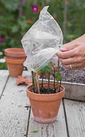 Cover the Salvia guaranitica 'Black and Blue' cuttings with a plastic bag to help retain heat and moisture